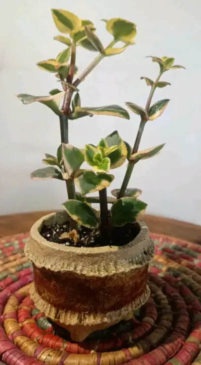 Suculentas y otros en macetas cerámica - miniatura 4