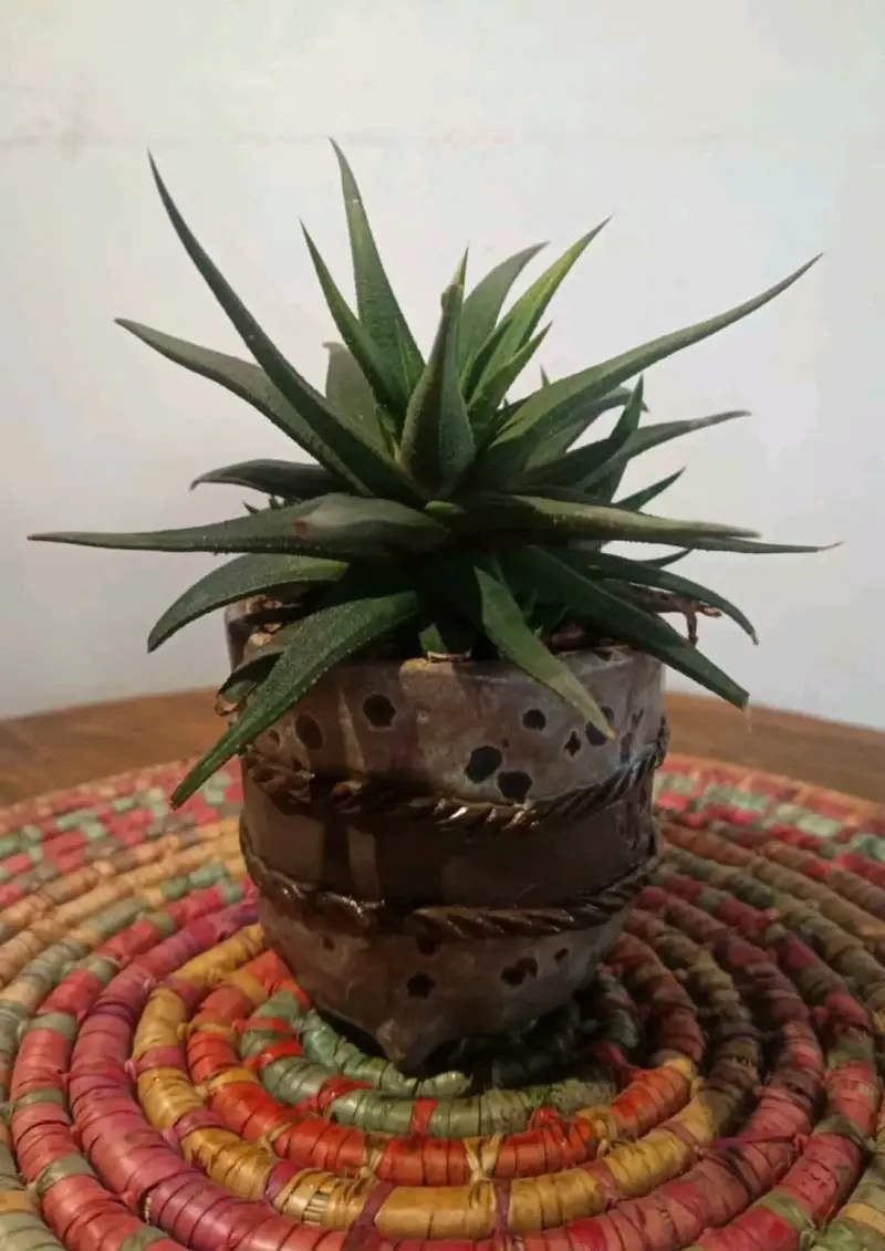Suculentas y cactus en macetas cerámica - 1