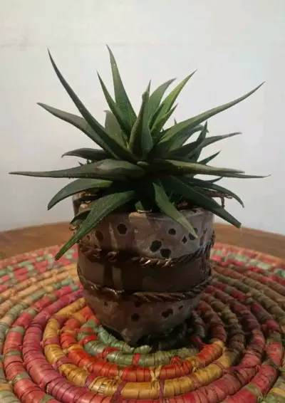 Suculentas y cactus en macetas cerámica - miniatura 1