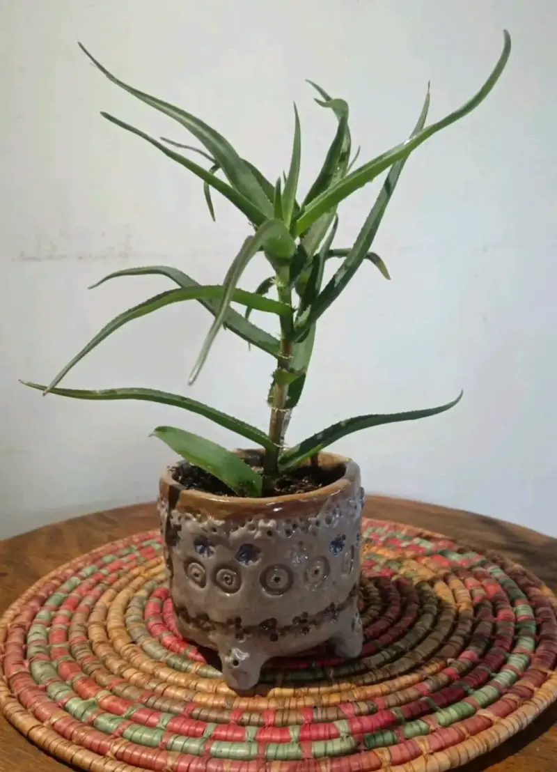 Suculentas y cactus en macetas cerámica - 3