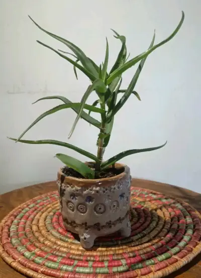 Suculentas y cactus en macetas cerámica - miniatura 3