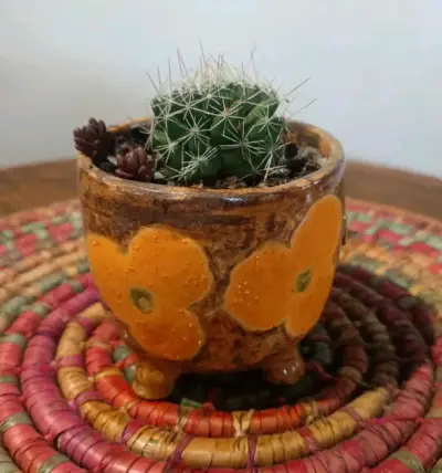 Suculentas y cactus en macetas cerámica - miniatura 4