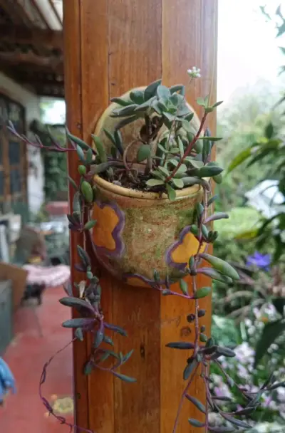 Macetero colgante de cerámica con suculentas - miniatura 1