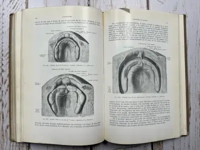 Libro Anatomía para Dentistas Segunda Edición - miniatura 6