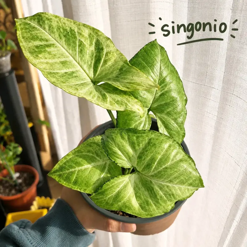 Planta Singonio en Maceta