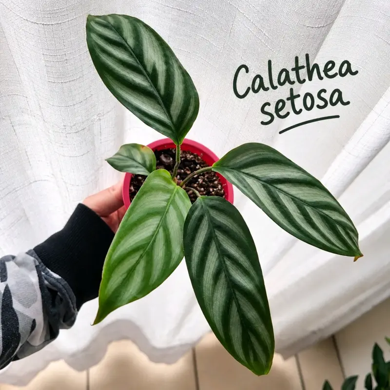 Planta Calathea Setosa en Maceta