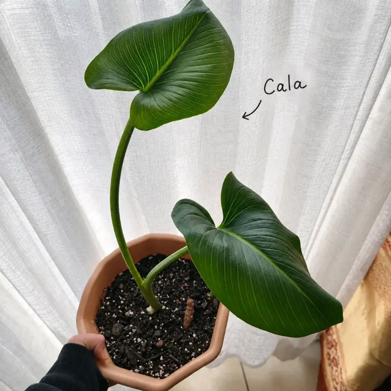 Planta de interior Cala en maceta