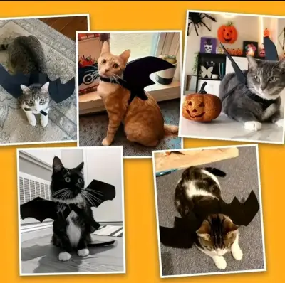 Disfraz de Murciélago para Mascotas Talla M - miniatura 3