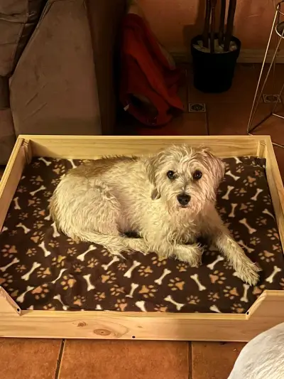 Cama para Mascotas   con colchón alta densida - miniatura 4