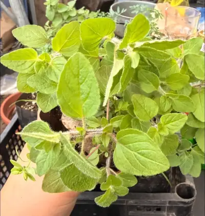 Plantas de Orégano ,ruda, melisa,menta viadil - miniatura 1
