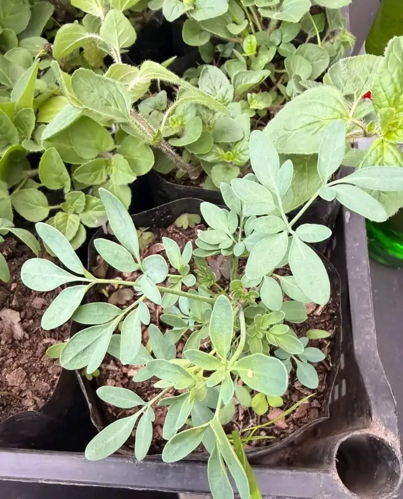 Plantas de Orégano ,ruda, melisa,menta viadil - 2