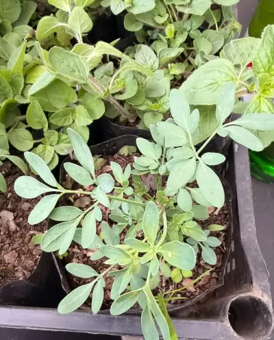 Plantas de Orégano ,ruda, melisa,menta viadil - miniatura 2