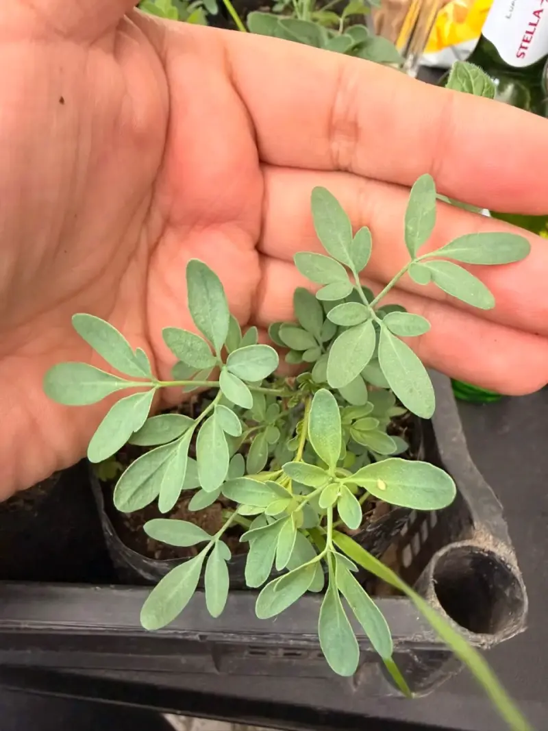 Plantas de Orégano ,ruda, melisa,menta viadil - 3