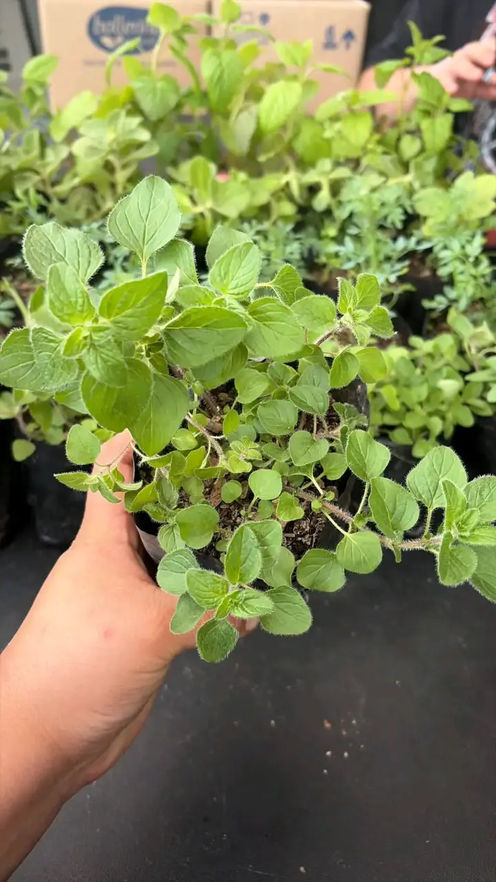 Plantas de Orégano ,ruda, melisa,menta viadil - 4