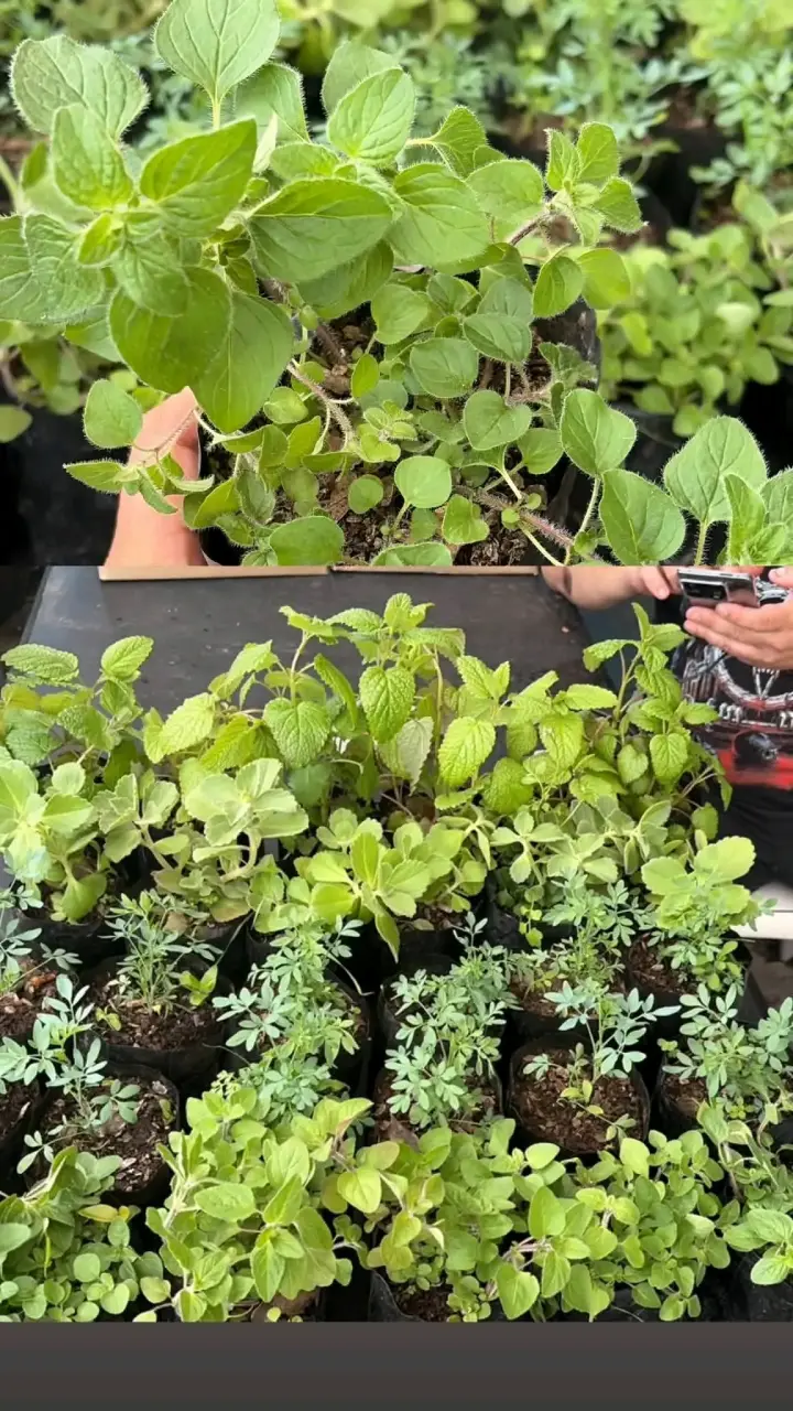 Plantas de Orégano ,ruda, melisa,menta viadil - 5
