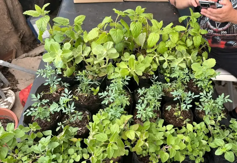 Plantas de Orégano ,ruda, melisa,menta viadil - 6