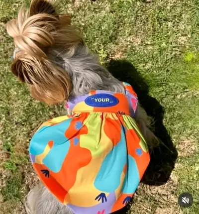 Vestido colorido para perro pequeño - miniatura 1