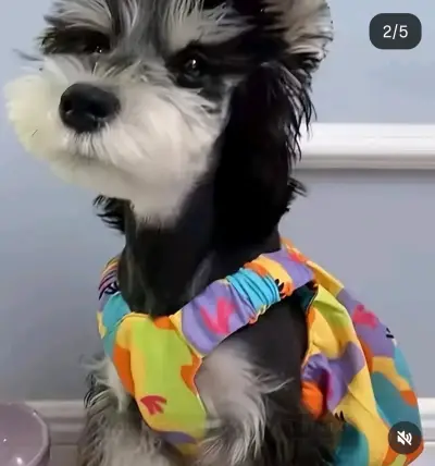 Vestido colorido para perro pequeño - miniatura 2