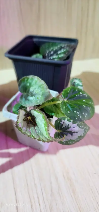 Planta Begonia Rex en Maceta Pequeña - miniatura 1