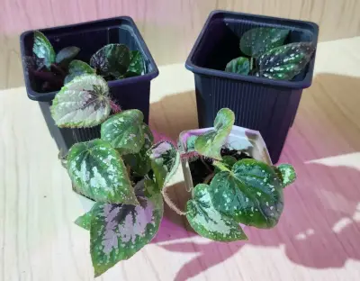 Planta Begonia Rex en Maceta Pequeña - miniatura 3