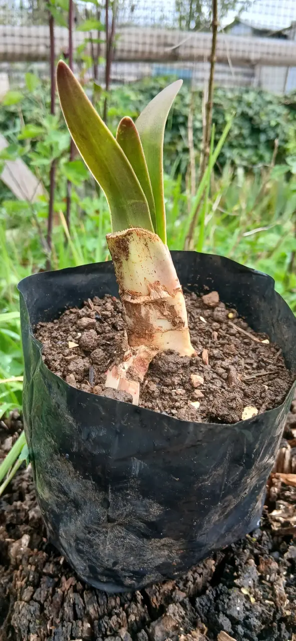 Bulbos de plantas de amarelis muy lindas imaguen