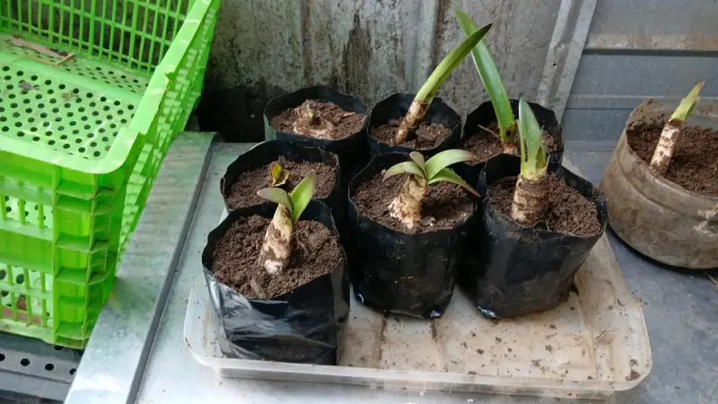 Bulbos de plantas de amarelis muy lindas imaguen - 2