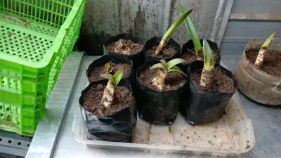 Bulbos de plantas de amarelis muy lindas imaguen - miniatura 2