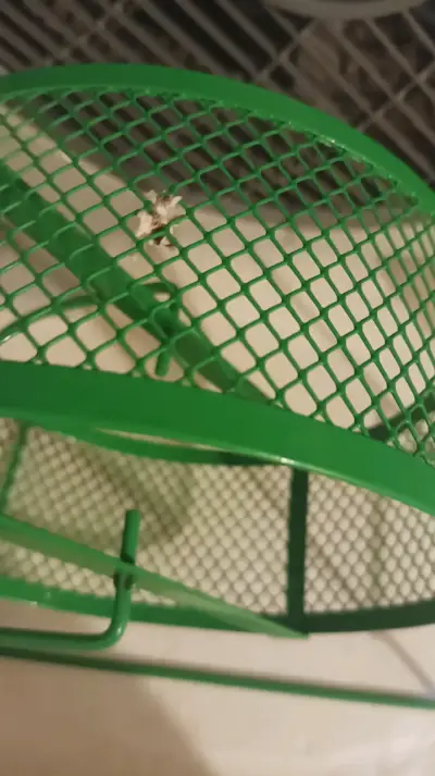 Rueda para hámster verde metálica - miniatura 4