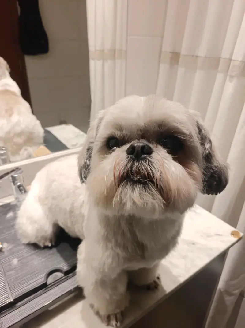 Peluqueria canina