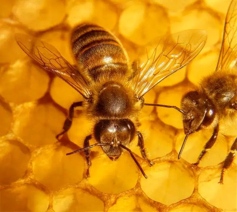 Cera depilatoria 100% natural de abejas 1kg - 3