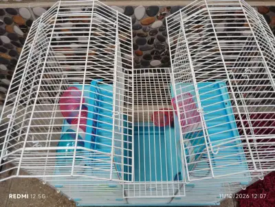 Jaula para hámster de tres niveles con accesorios - miniatura 3