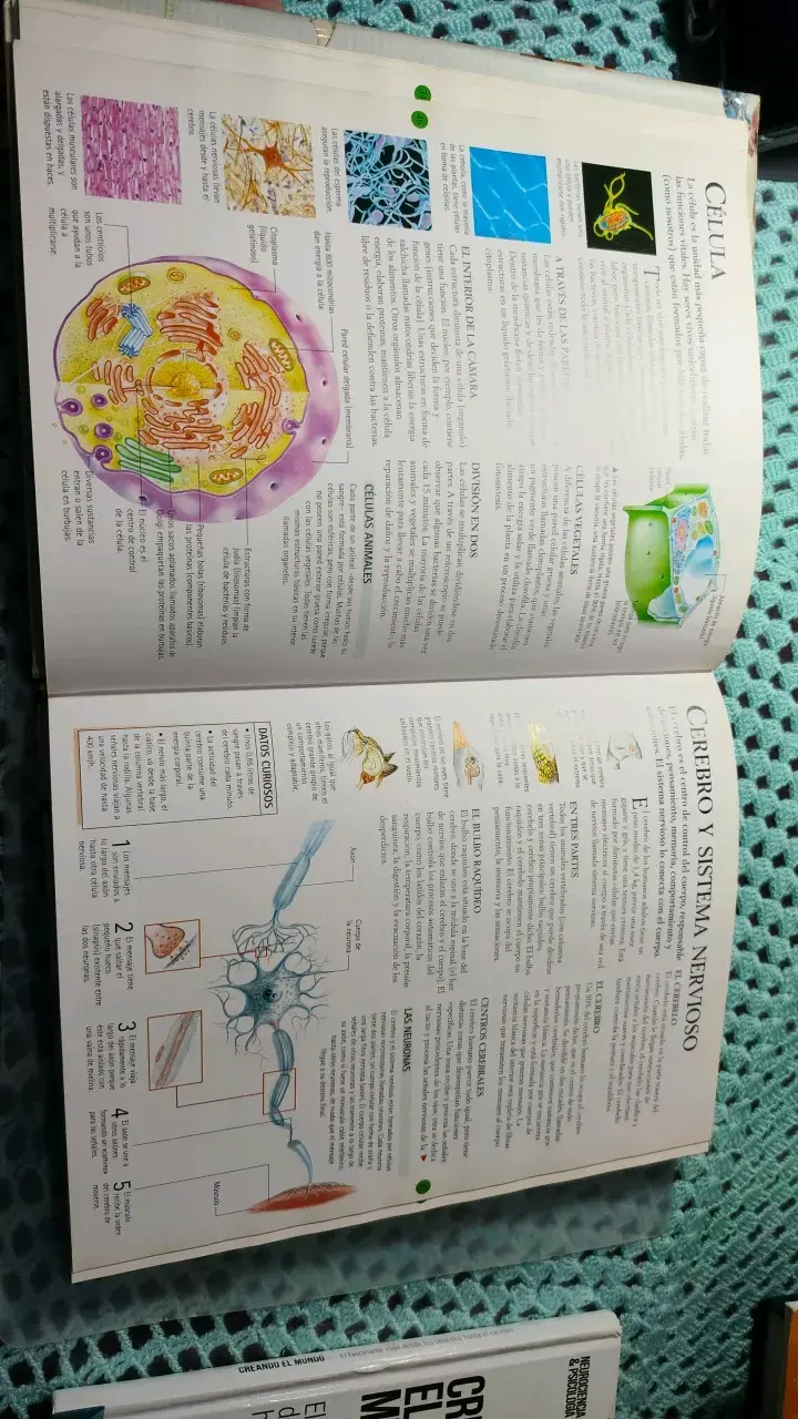Gran Enciclopedia de Todas las Cosas Todolibro - 2