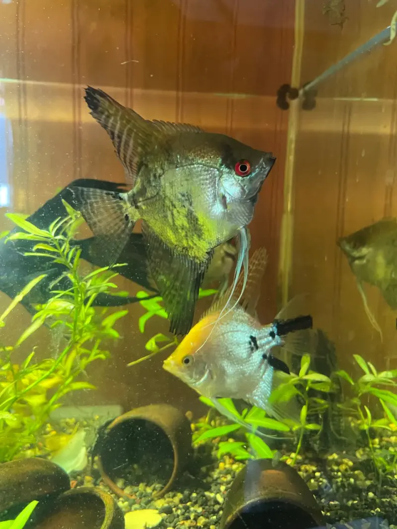 Peces ángel de acuario en venta - 1