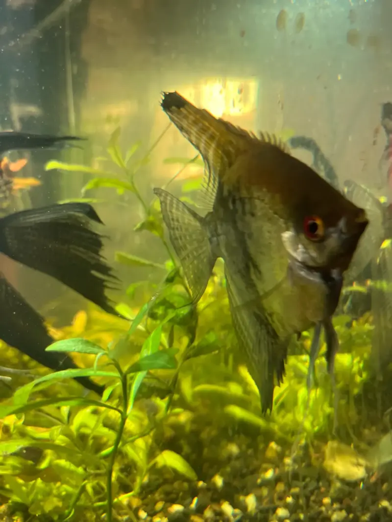 Peces ángel de acuario en venta - 2