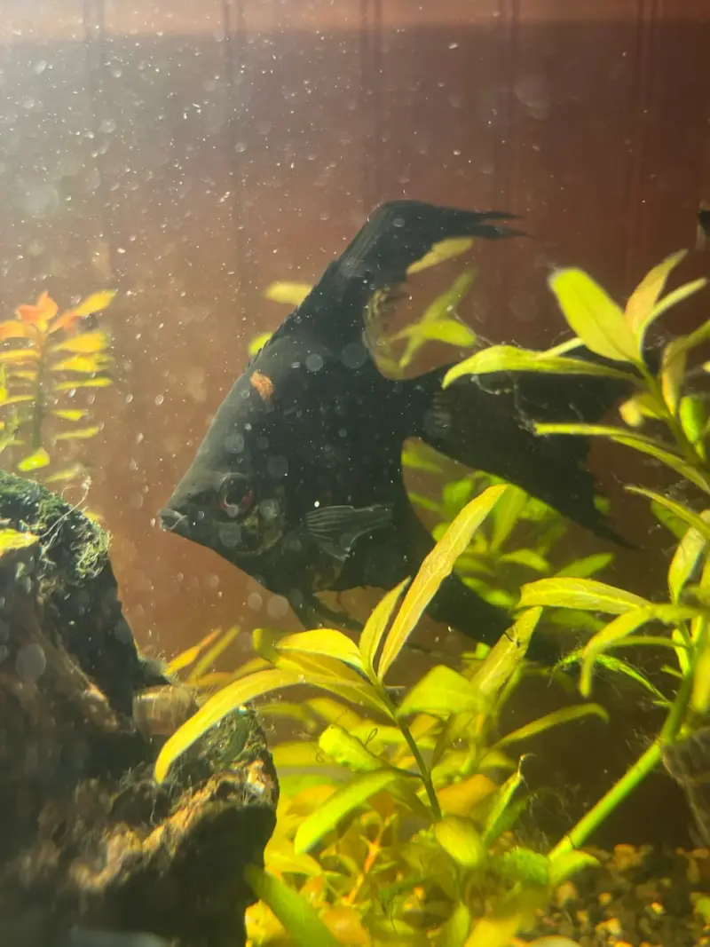 Peces ángel de acuario en venta - 3