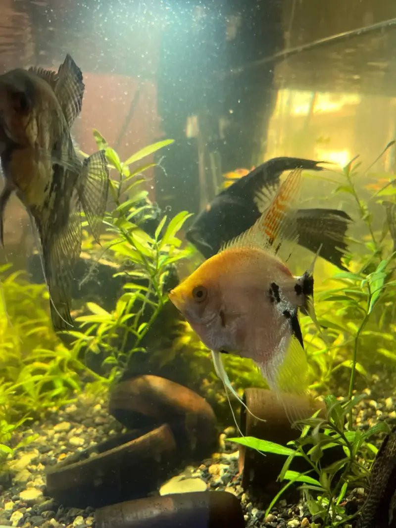 Peces ángel de acuario en venta - 4