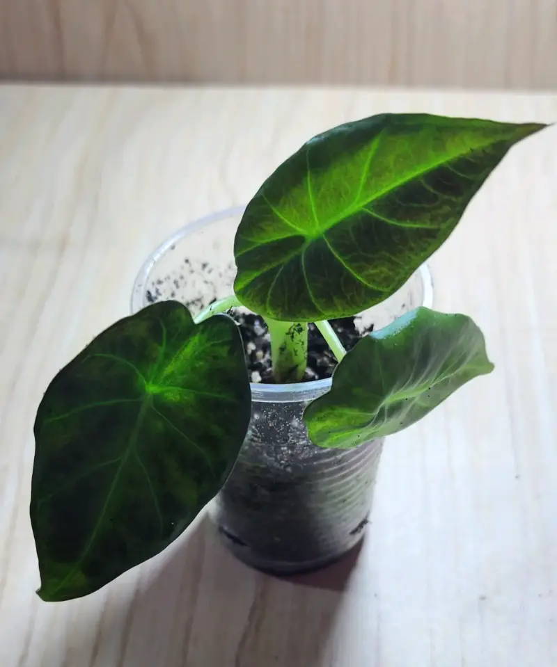 Planta Alocasia Regael sh en Maceta Transparente