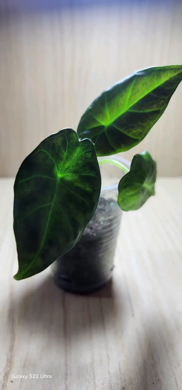 Planta Alocasia Regael sh en Maceta Transparente - 2
