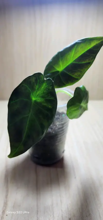 Planta Alocasia Regael sh en Maceta Transparente - miniatura 2