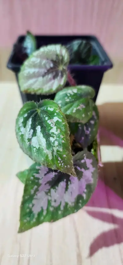 Planta Begonia Rex en Maceta - miniatura 1
