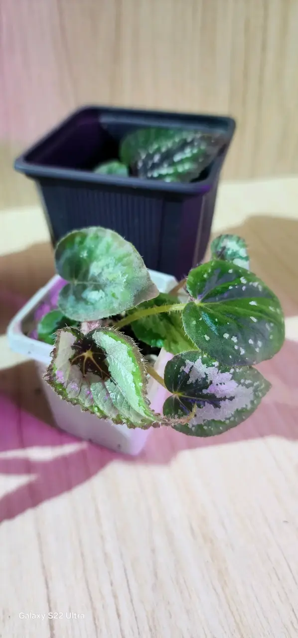 Planta Begonia Rex en Maceta - 2