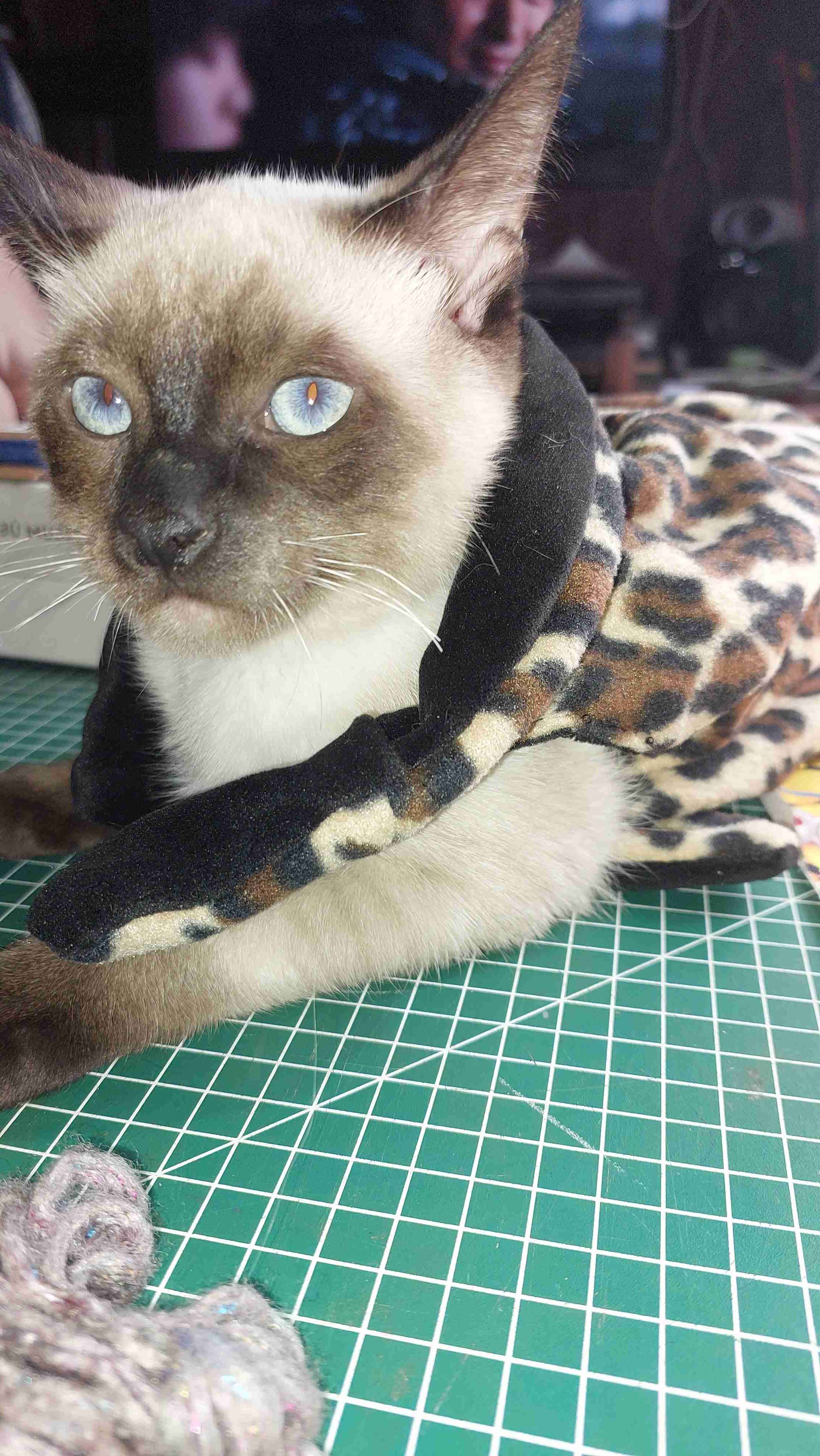 Sofia M.