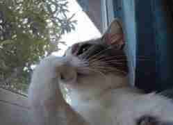 Felipe