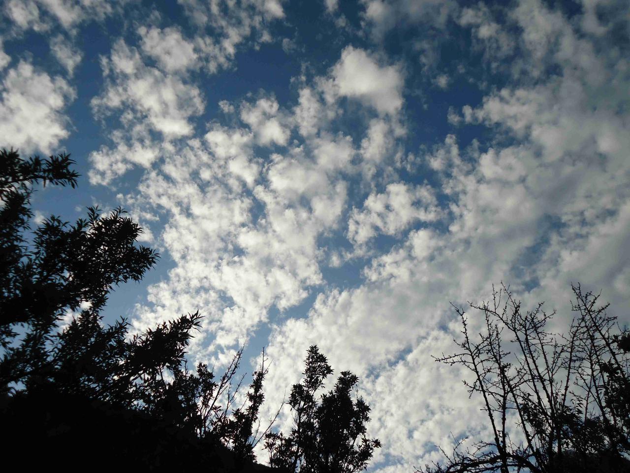 Milagros M.