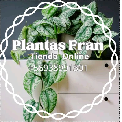Francisca V.