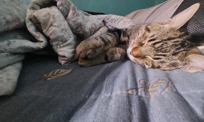 Mateo