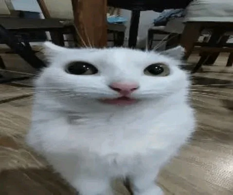 Joo