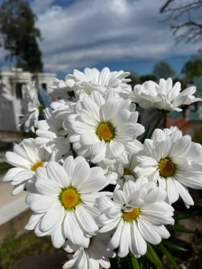 Yormary B.