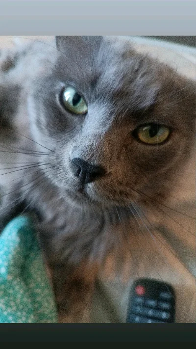 Elgato M.