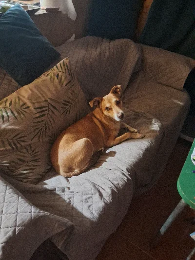 Conysita